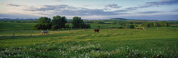 Horses. Galena, Illinois