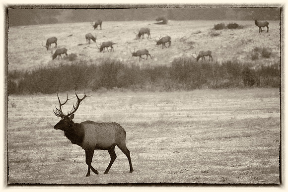 Bull Elk and Herd, Rocky Mountain National Park, CO