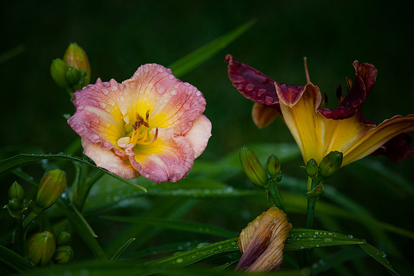 Apple Blossom