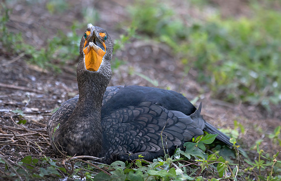 Double Crested  Cormorant