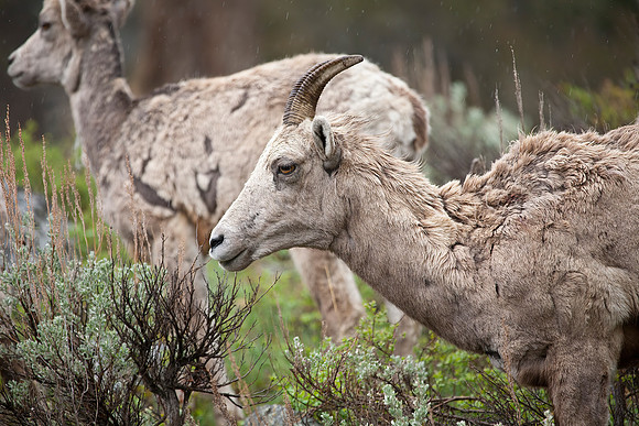 Rocky Mountain Big Horn Sheep Ewes