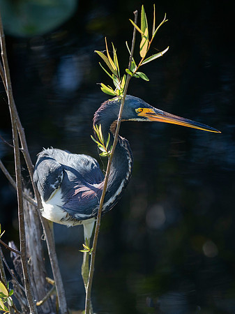 Tri-colored (Louisiana) Heron