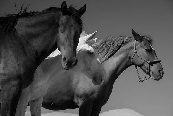 Horses, Hanksville, UT