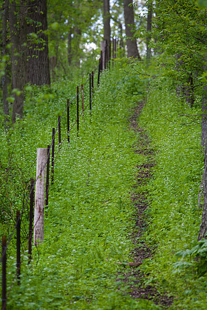Path and Fence II