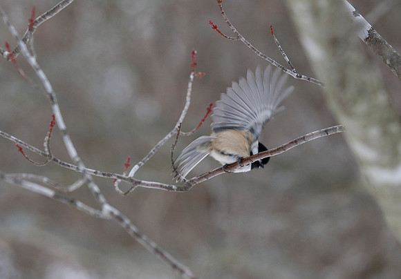 Taking Flight II, Stockton, IL
