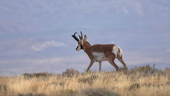 Pronghorn