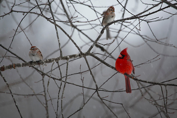 Male Cardinal With Two American Tree Sparrows, Stockton, IL