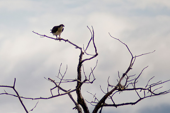 Osprey with Catch