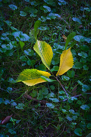 American Elm Leaves, Stockton, IL