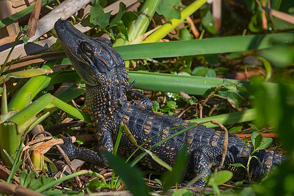American Alligator Hatchling