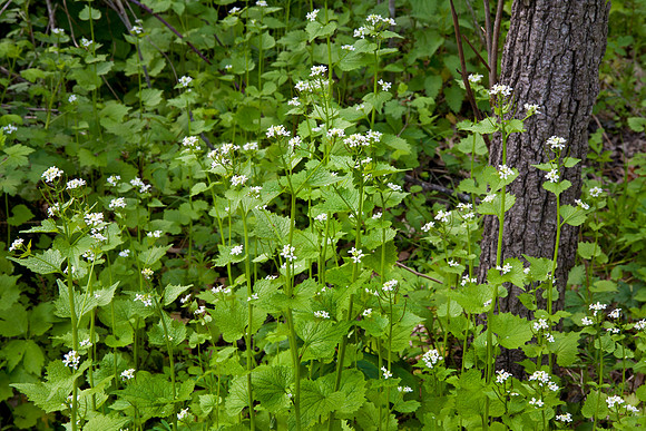 Edge of the Forest