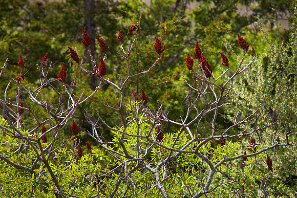 Sumac
