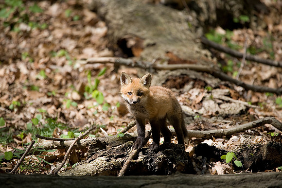Fox Kit, Starved Rock State Park, LaSalle County, IL