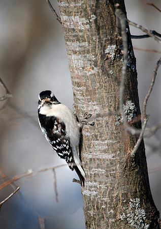 Male Downy Woodpecker, Stockton, IL