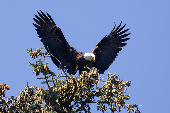 Bald Eagle