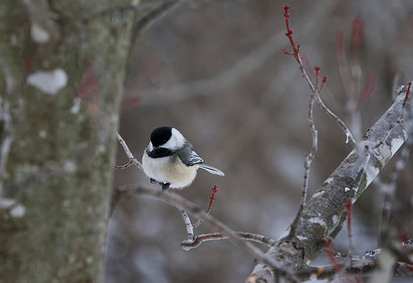 Black-Capped Chickadee, Stockton, IL