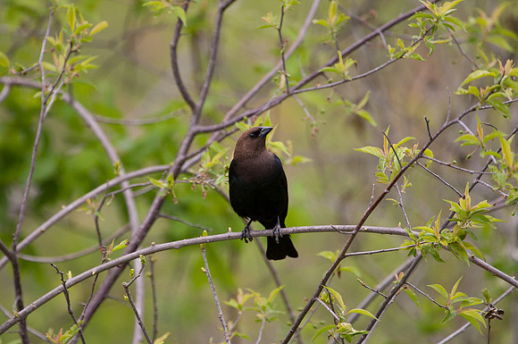 Brown-headed Cowbird II