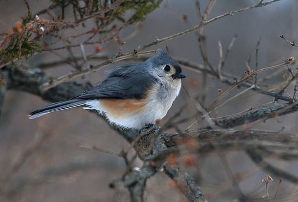 Tufted Titmouse, Stockton, IL