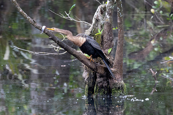 Anhinga with Catch