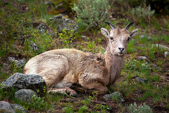 Rocky Mountain Big Horn Sheep, Juvenile