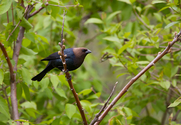 Brown-headed Cowbird I