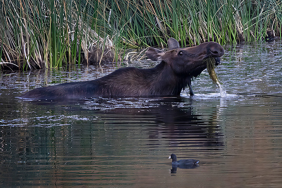 Moose Cow