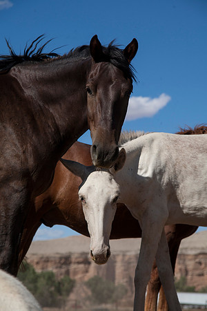 Horses, Hanksville, UT (September 12, 2016, 5:10 pm)