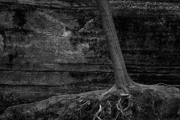 Tree Roots and Sandstone Cliff, Starved Rock State Park, IL