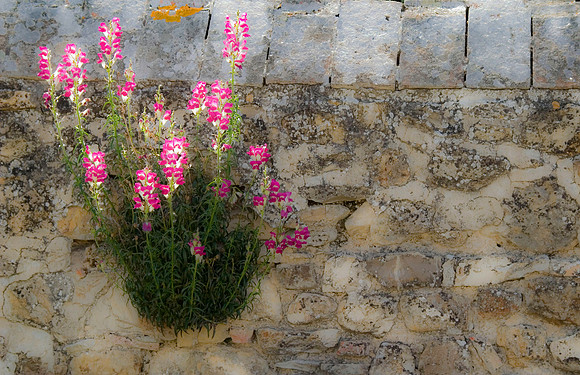 Flowers and Stone Wall, Lilliano, Italy