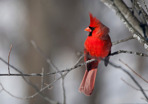 Cardinal in Profile, Stockton, IL