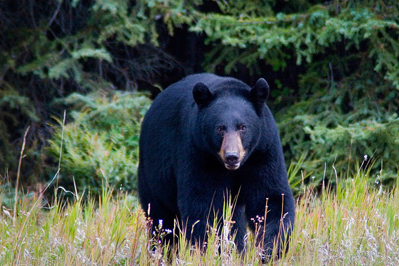 Black Bear, Kootenay National Park, Alberta, Canada (September 17, 2006, 1:50pm)