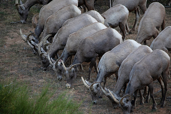 All In a Row, Desert Big Horn Ewes