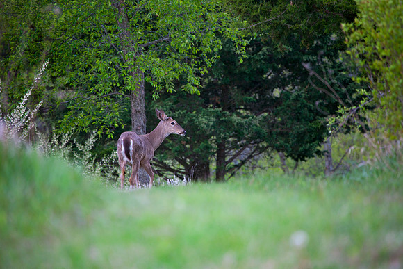 Whitetail I