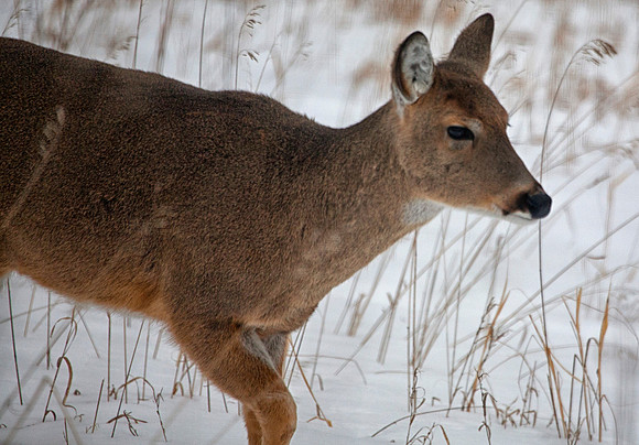 Whitetail