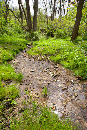 Spring Stream