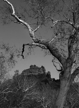 Tree and Ravens, Sedona, AZ