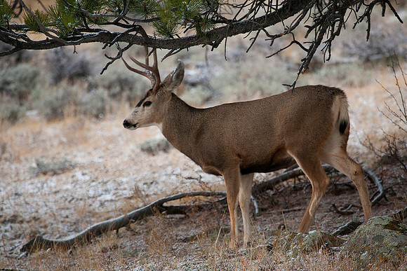 Black-tailed Deer