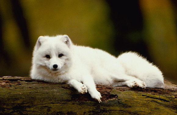 Arctic Fox (Captive), 1986