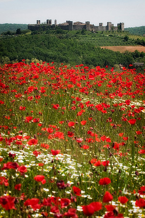 Poppies and Wildflowers, Monteriggioni Hill Town, Italy