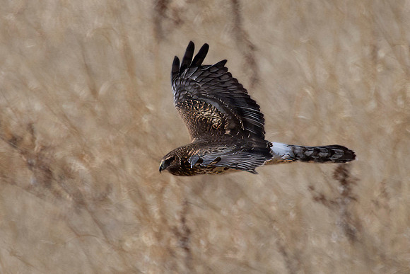Northern Harrier in Flight