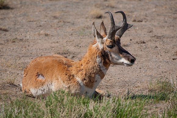 Pronghorn