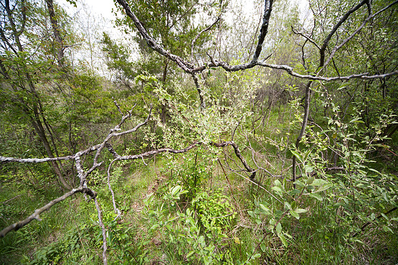 Branches