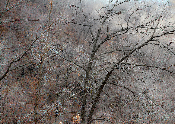 Trees, Cherokee Regional Park, St. Paul, MN
