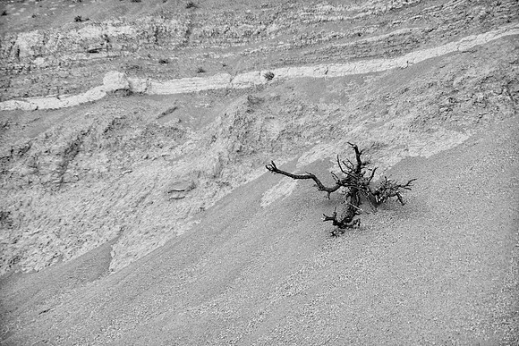 Striped Canyon Wall and Juniper, Capitol Reef National Park, UT