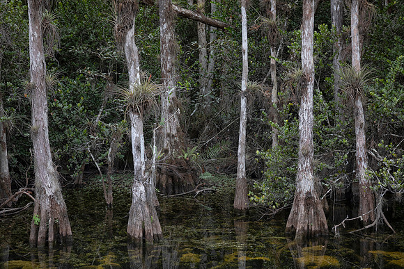 Big Cypress National Preserve, FL