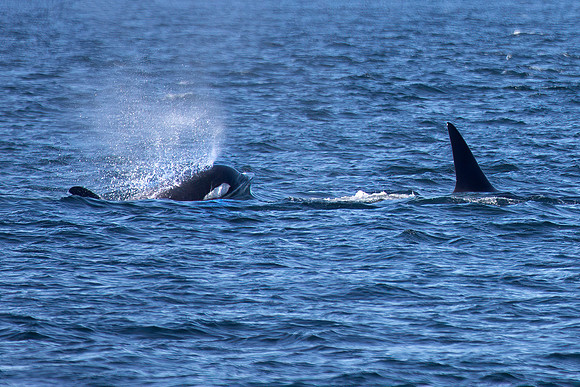 Orcas