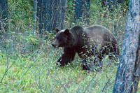 Grizzly, Banff National Park, Canada