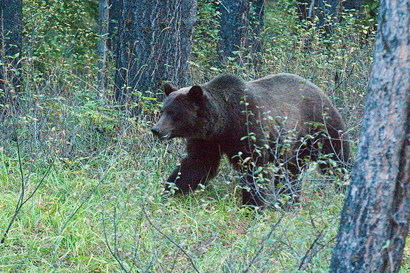 Grizzly, Banff National Park, Canada