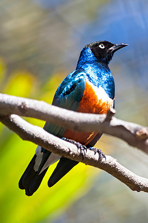 Superb Starling