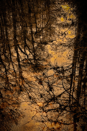 Reflection, Big Cypress National Preserve, FL